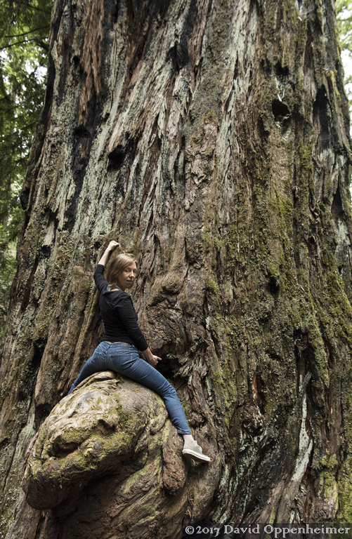 Montgomery Woods State Natural Reserve