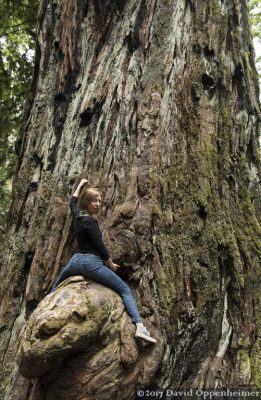 Montgomery Woods State Natural Reserve