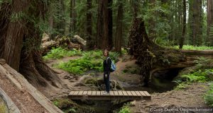 Montgomery Woods State Natural Reserve