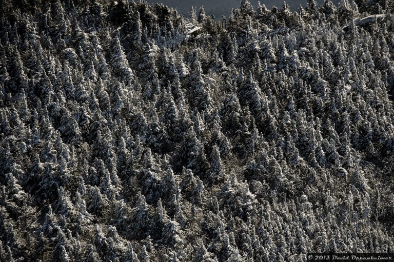 Mount Mitchell w. Fraser Fir and Red Spruce Trees in Snow