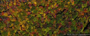 Autumn Colors of Foliage in Mount Mitchell State Park