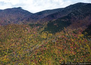 Autumn Colors of Foliage in Mount Mitchell State Park