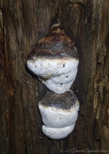 Mushrooms in Joyce Kilmer Memorial Forest