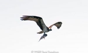 An Osprey Flying with Fish in its Talons in Greenwich, Connecticut