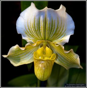 Paphiopedilum Fairly Stoned