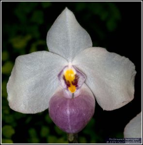 Paphiopedilum delenatii