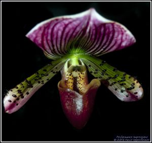 Paphiopedilum Red Fusion 'Spotted Leopard' x Paph. Hsinying Flame 'Roy'