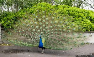 Peacock at The Bronx Zoo