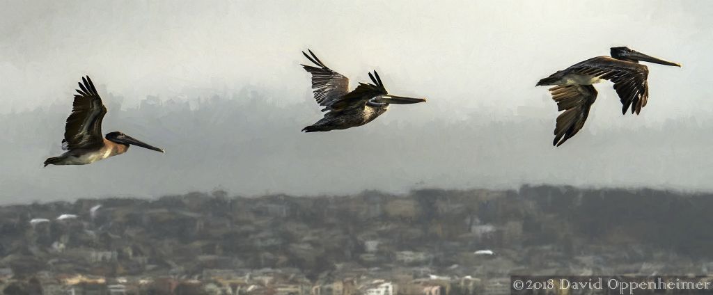 Pelicans_Flying_San_Francisco_Bay_15