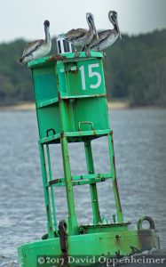 Brown Pelicans in Winyah Bay South Carolina