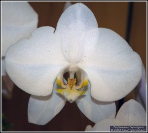 Phalaenopsis Sogo Yukidian