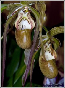 Phragmipedium Grande Orchid Flowers
