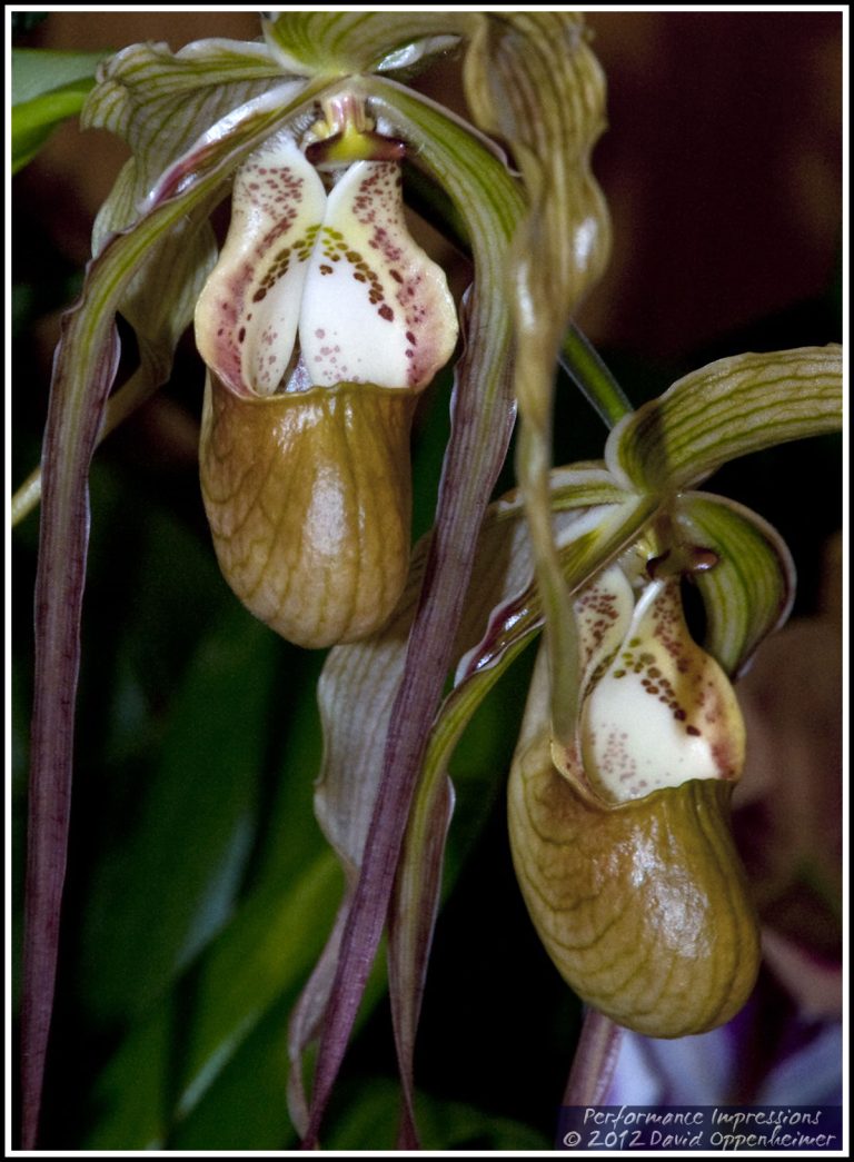 Phragmipedium Grande Orchid Flowers