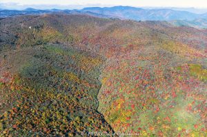 Pisgah National Forest Graveyard Ridge Dark Prong Tennent Mountain aerial view 8031