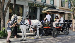 Horse-drawn Carriage for a Wedding at the Planters Inn in Charleston Horse-drawn carriage for a wedding at the Planters Inn in Charleston, South Carolina - © 2024 David Oppenheimer - Performance Impressions photography archives - https://performanceimpressions.com horse-drawn carriage, horse & buggy, carriage, wedding, Planters Inn, historic, old fashioned, horse & carriage, ride, historic district, downtown, weddings, 112 N Market St, Charleston, SC, 29401, inn, Charlestowne Hotels, architecture, building, hotel, resort, luxury, weddings, Charleston, South Carolina, David Oppenheimer, David Gordon Oppenheimer, United States, horizontal, color, 1-13726821381,