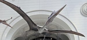 Pterosaur in Stanley Field Hall at the Field Museum in Chicago Pterosaur suspended in Stanley Field Hall at the Field Museum in Chicago, Illinois, with its wings spread beneath a monumental arch in the museum’s main hall. The flying-reptile model is part of the Field Museum’s Flock of Pterosaurs and Griffin Dinosaur Experience, combining paleontology and natural history with the grand neoclassical interior of Stanley Field Hall – © 2026 David Oppenheimer – Performance Impressions photography archives https://performanceimpressions.com Field Museum, Field Museum Chicago, The Field Museum, Field Museum of Natural History, Chicago Field Museum, Stanley Field Hall, Stanley Hall, Field Museum hall, Field Museum interior, Stanley Field Hall interior, pterosaur, pterosaurs, Field Museum pterosaur, Field Museum pterosaurs, flying reptile, flying reptiles, prehistoric reptile, winged reptile, pterosaur model, pterosaur replica, suspended pterosaur, flying pterosaur, pterodactyl, pterodactyls, wings, wingspan, spread wings, beak, long beak, flight, prehistoric flight, Flock of Pterosaurs, pterosaur flock, Griffin Dinosaur Experience, Griffin Experience, paleontology, prehistoric, prehistory, fossil science, natural history, natural history museum, dinosaur era, dinosaurs, dinosaur, Mesozoic, Jurassic, Cretaceous, extinction, evolution, prehistoric animal, prehistoric life, museum exhibit, museum exhibition, science exhibit, paleontology exhibit, dinosaur exhibit, museum, science museum, science, education, STEM, Stanley Field Hall architecture, museum interior, museum hall, great hall, central hall, monumental hall, grand hall, architecture, interior architecture, museum architecture, Chicago architecture, historic architecture, neoclassical, Neoclassical architecture, classical architecture, arch, arches, archway, archways, columns, vaulted ceiling, high ceiling, ceiling, monumental interior, grand interior, marble, fossil limestone, limestone floor, balcony, Museum Campus, Chicago Museum Campus, Museum Campus Chicago, Chicago museum, Chicago museums, Chicago attraction, Chicago tourism, Chicago science, Chicago paleontology, South Loop, Near South Side, Chicago, Chicago Illinois, Illinois, 1400 South DuSable Lake Shore Drive, 1400 S DuSable Lake Shore Drive, DuSable Lake Shore Drive, 60605, Field Columbian Museum, Chicago Natural History Museum, United States, USA, museum photography, pterosaur photography, paleontology photography, science photography, interior photography, architectural photography, natural history photography, travel photography, editorial photography, fine art photography, prehistoric art, dinosaur art, museum art, Chicago art, photographic print, fine art print, archival print, gallery print, collector print, wall art, licensing, image licensing, commercial imagery, photography licensing, art, print, fine art, commercial photography, David Oppenheimer, Performance Impressions, Performance Impressions photography archives, horizontal, 1-15213827141