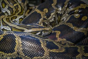 Burmese Python at The Bronx Zoo