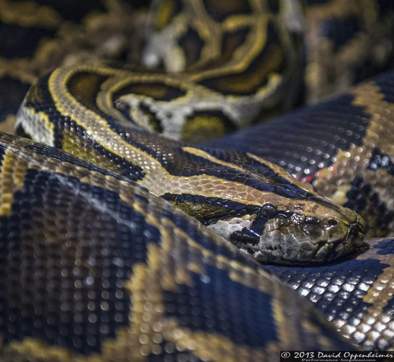 Burmese Python at The Bronx Zoo
