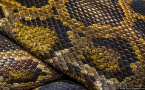 Burmese Python at The Bronx Zoo