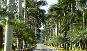 Hotel Riu Montego Bay in Jamaica