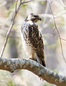 Red-Tailed Hawk in Tree