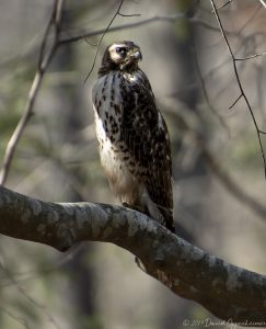 Red-Tailed Hawk in Tree