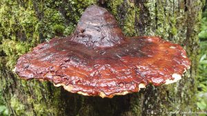 Reishi Mushroom in Joyce Kilmer Memorial Forest