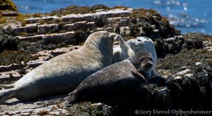 Sea Lions at Sea Lion Cove State Marine Conservation Area