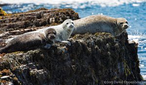 Sea Lions at Sea Lion Cove State Marine Conservation Area