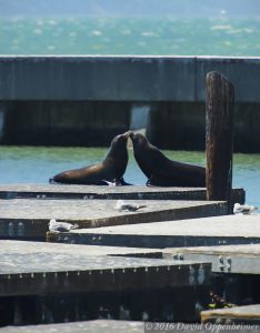 Sea Lions at Pier 39 Marina at Fisherman's Wharf