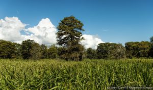 Seagrass Growing on Old Rice Plantation