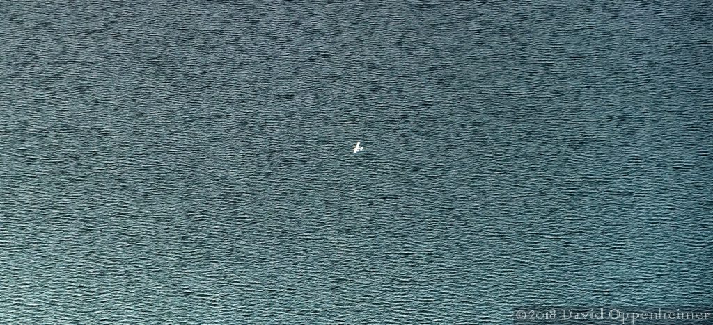 Seattle Seaplane Aerial