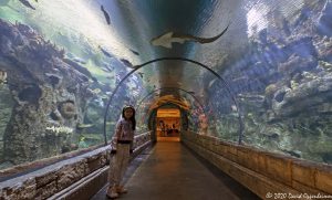 Shark Reef Aquarium at the Mandalay Bay Resort and Casino in Las Vegas, Nevada