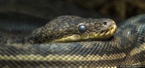 Snake at The Bronx Zoo World of Reptiles