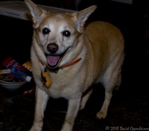 Sunshine the Adventure Dog