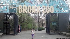 The Bronx Zoo