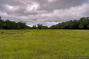 Tom Yawkey Wildlife Center