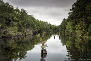 Tom Yawkey Wildlife Center