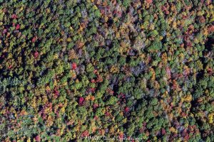Trees with Autumn Colors Vertical View along the Blue Ridge Parkway NC aerial 7686