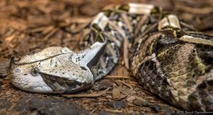 Gaboon Viper at The Bronx Zoo World of Reptiles