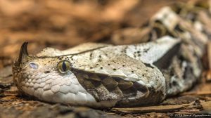 Gaboon Viper at The Bronx Zoo World of Reptiles