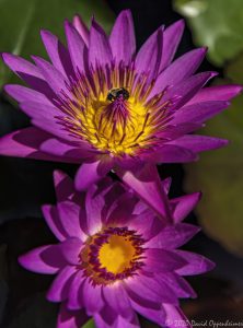 Water Lily Blossoms in Murrells Inlet, South Carolina