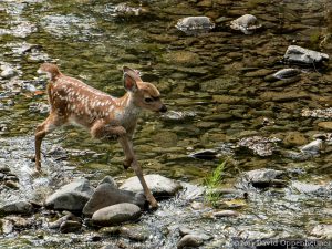 White-tailed Fawn at Vichy Springs Resort in Ukiah