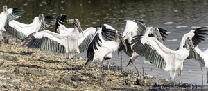 Wood Storks at Huntington Beach State Park