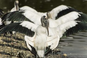 Wood Storks at Huntington Beach State Park