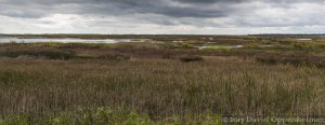 Yawkey-South Island Reserve Salt Marsh