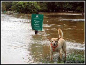 Asheville Dog Park During Flood