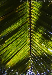 Backlit Palm Leaf in Jamaica