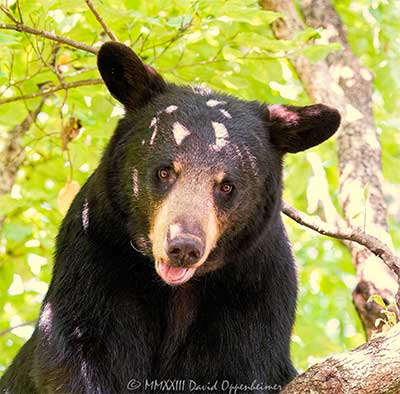 Bear Photos – Black Bear Photographs by David Oppenheimer