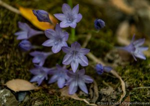 Purple Flowers in Forest of Mendocino County, California